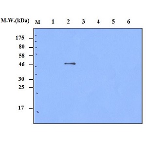 Laboratory Equuipment Manufacturer in Dubai