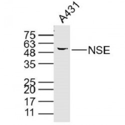 Easy Laboratory Equuipment Suppliers