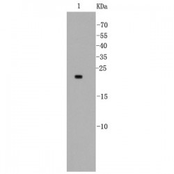 Easy Laboratory Equuipment Suppliers