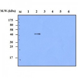 Easy Laboratory Equuipment Suppliers